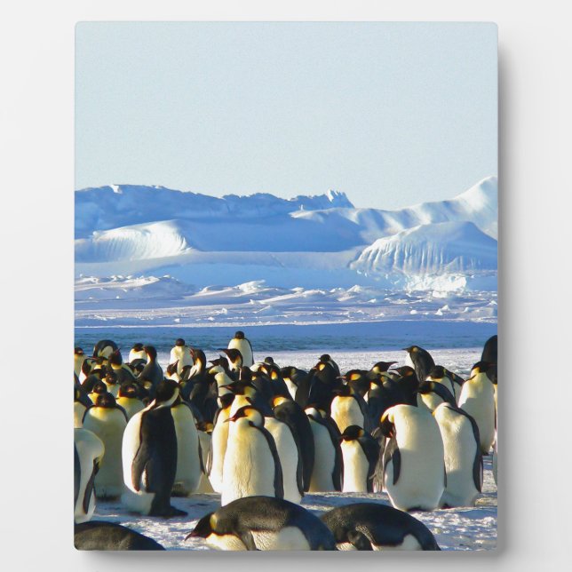 Plaque Photo Pingouins empereurs (Devant)