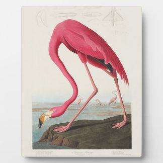 Plaque Photo Pink Flamingo by John Audubon
