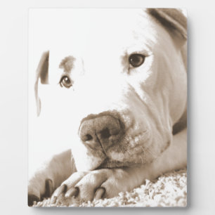 Plaque Photo pitbull blanc et somnolent acte de haine pas race