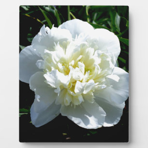 Plaque Photo Pivoine blanche élégante fleur blanche photo