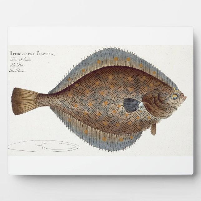 Plaque Photo Plaice (Pleuronectes Platessa) plate XLII from 'Ic (Devant)