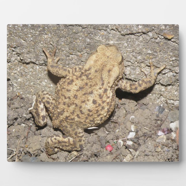 Plaque Photo Plate-forme de crapaud (Devant)