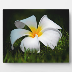 Plaque Photo Plumeria blanche Frangipani Hawaii