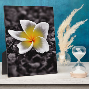 Plaque Photo Plumeria Frangipani Hawaii