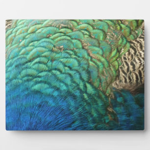 Plaque Photo Plumes de paon I Design de nature abstrait coloré