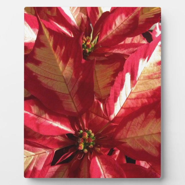 Plaque Photo Poinsettia rose (Devant)