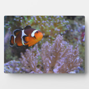 Plaque Photo Poisson clown Anémone de mer Corail Photographie d