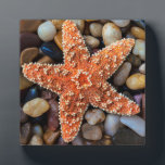 Plaque Photo Poisson-étoile sur rochers<br><div class="desc">Poisson d'étoiles sur rochers</div>
