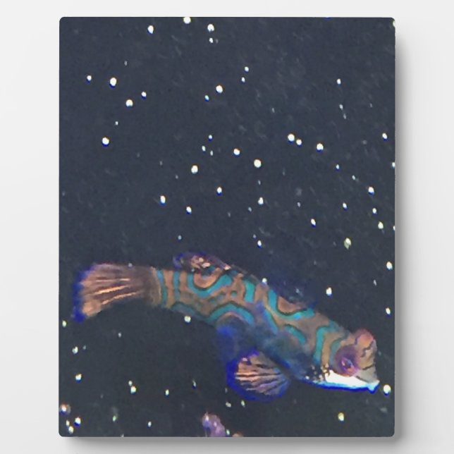 Plaque Photo Poisson exotique rare (Devant)