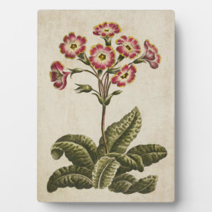 Plaque Photo Polyanthus végétal vintage