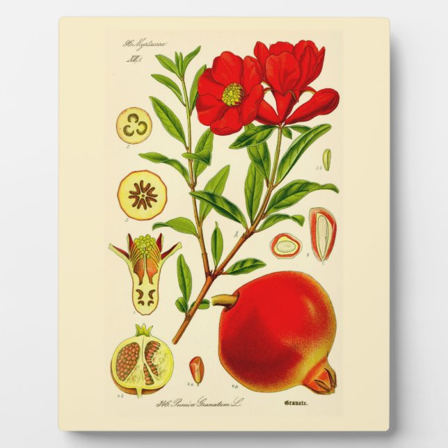 Plaque Photo Pomegranate (Devant)