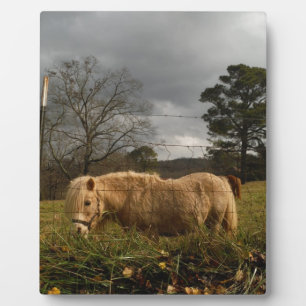 Plaque Photo Poney miniature blond / Cheval