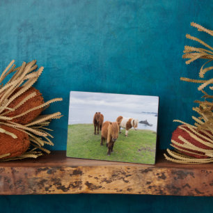 Plaque Photo Poney Shetland dans un pâturage près de hautes fal