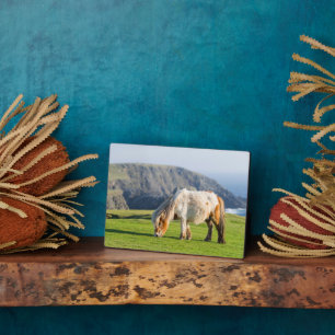 Plaque Photo Poney Shetland dans un pâturage près de hautes fal