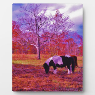 Plaque Photo PONY dans un champ de couleur PLANCHE