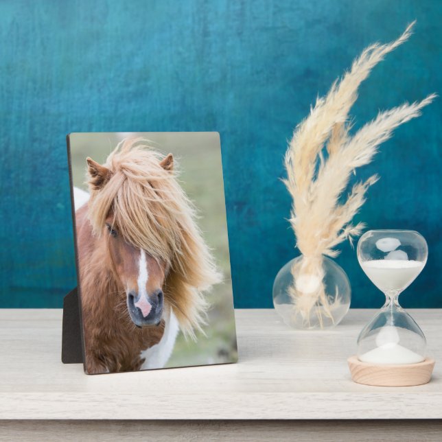 Plaque Photo Pony Shetland sur l'île d'Unst (Côté)