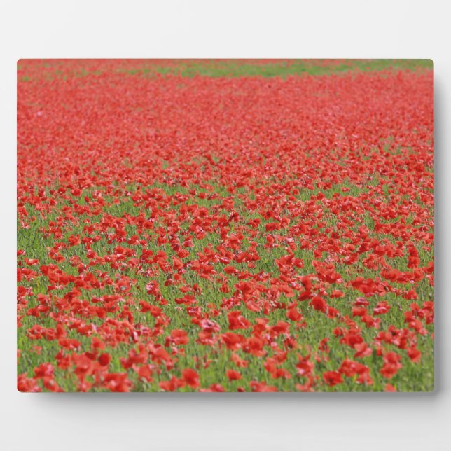 Plaque Photo Poppies - thousands! (Devant)
