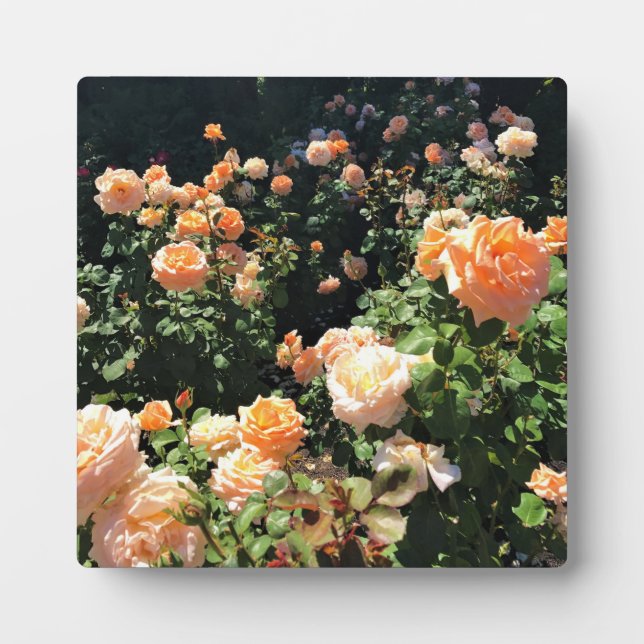 Plaque Photo Portland Rose Garden (Devant)