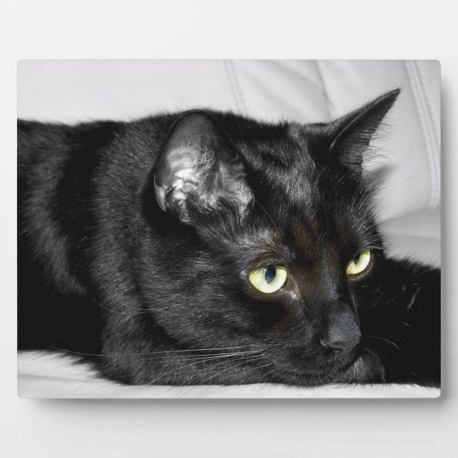 Plaque Photo Portrait de chat noir mignon (Devant)