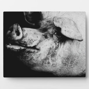 Plaque Photo portrait de cochon