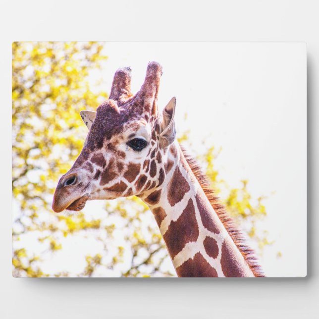 Plaque Photo Portrait de Giraffe (Devant)