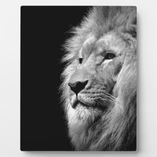 Plaque Photo Portrait de Lion noir blanc - Photographie d'anima