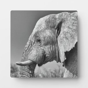 Plaque Photo Portrait d'éléphant