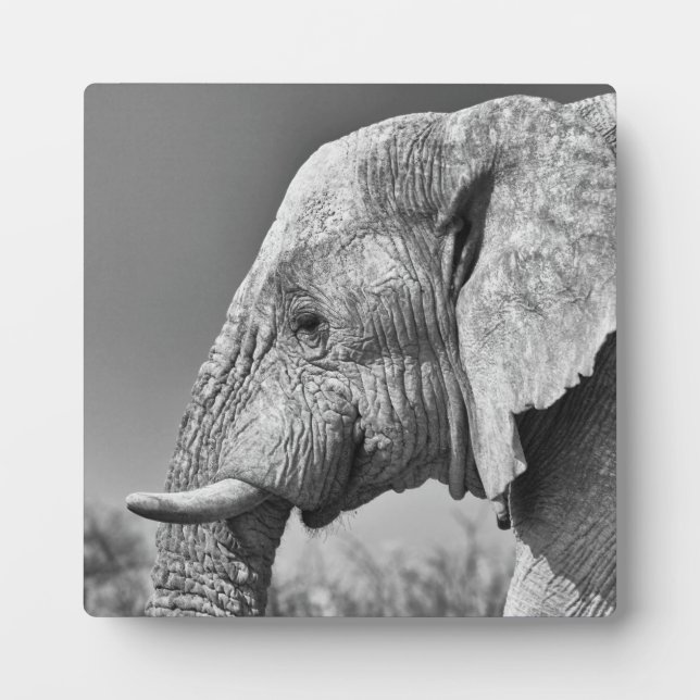 Plaque Photo Portrait d'éléphant (Devant)