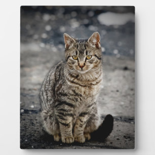Plaque Photo Portrait d'un chat