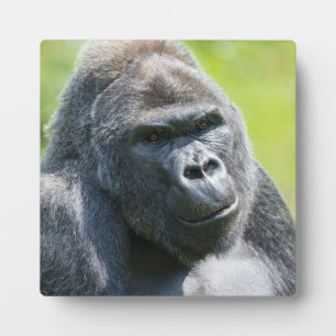 Plaque Photo Portrait Silverback