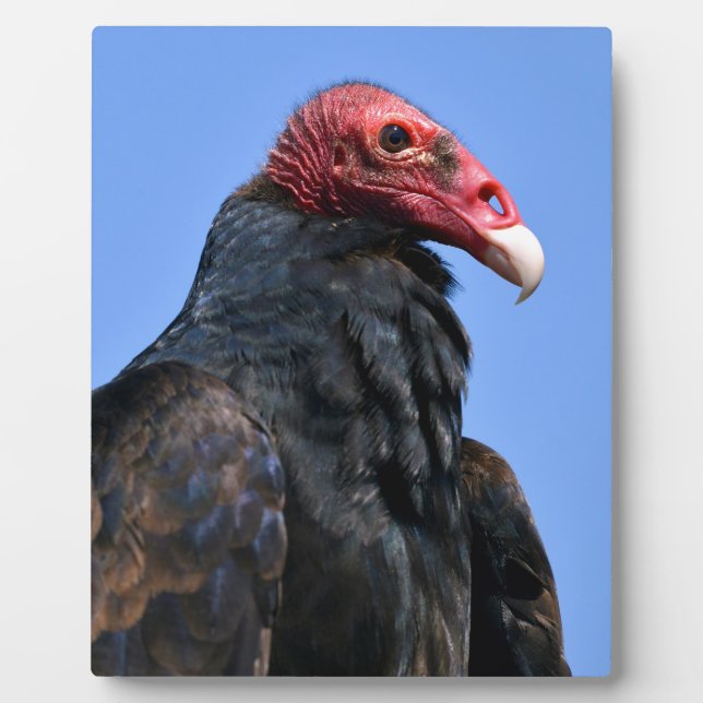 Plaque Photo Portrait Turkey vulture (Devant)