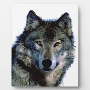 Plaque Photo Portrait Wolf