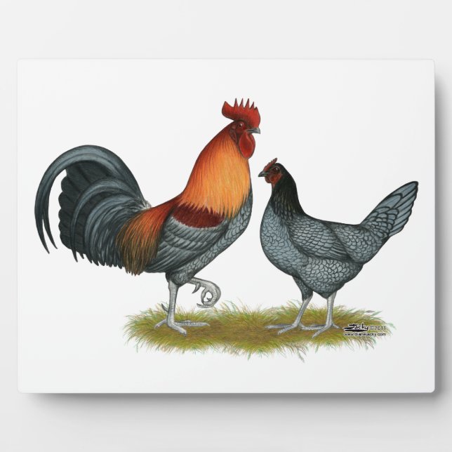 Plaque Photo Poule bleue du Delaware (Devant)