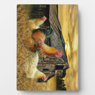 Plaque Photo Poules à coq vintage Grotte à coop rustique