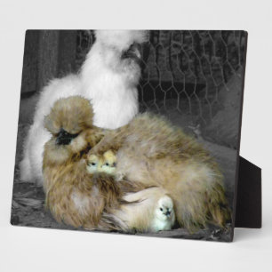 Plaque Photo Poules de Silkie avec poules Pékin hors des plumes