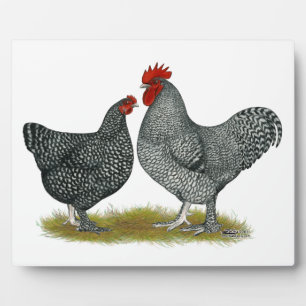 Plaque Photo Poulets de Maline