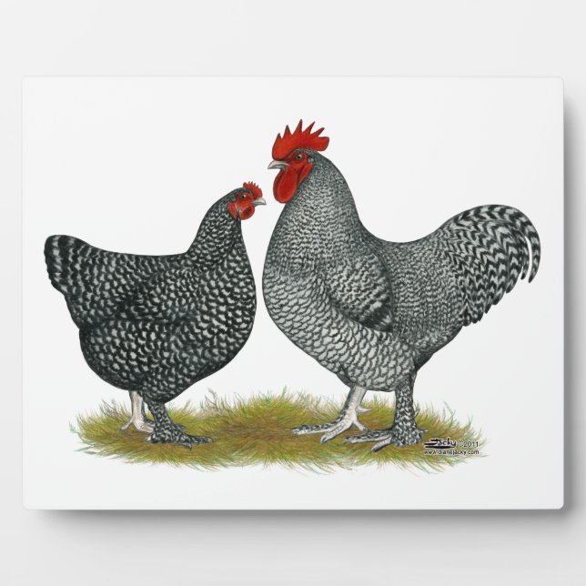 Plaque Photo Poulets de Maline (Devant)