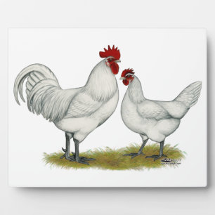 Plaque Photo Poulets de pieds bleus