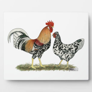 Plaque Photo Poulets islandais