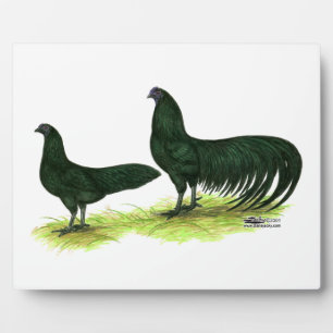 Plaque Photo Poulets noirs de Sumatra