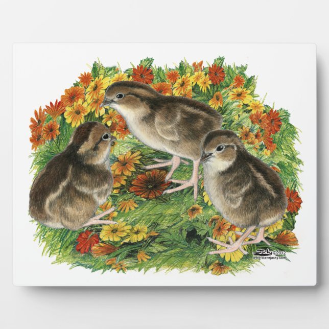 Plaque Photo Poussins de jardin de colin (Devant)