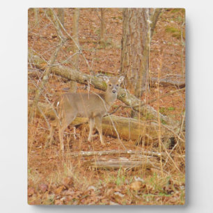 Plaque Photo Premier hiver du Cerf de Bébé