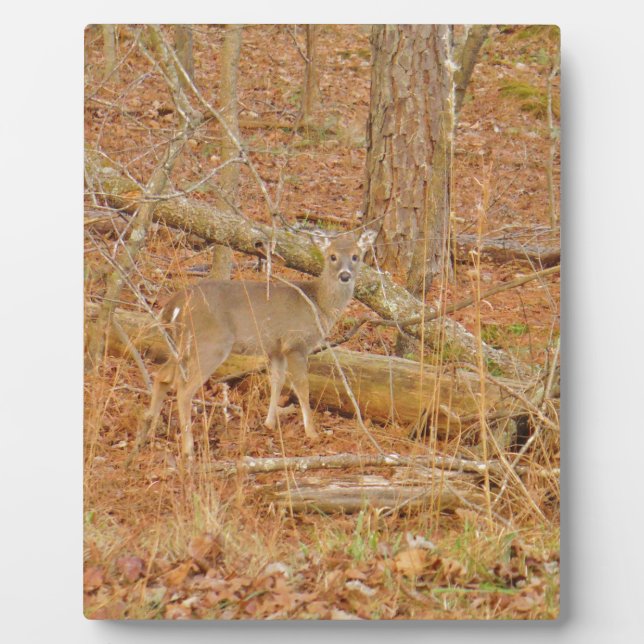 Plaque Photo Premier hiver du Cerf de Bébé (Devant)