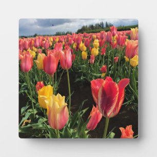 Plaque Photo Pretty Spring Tulips in a Field, Oregon