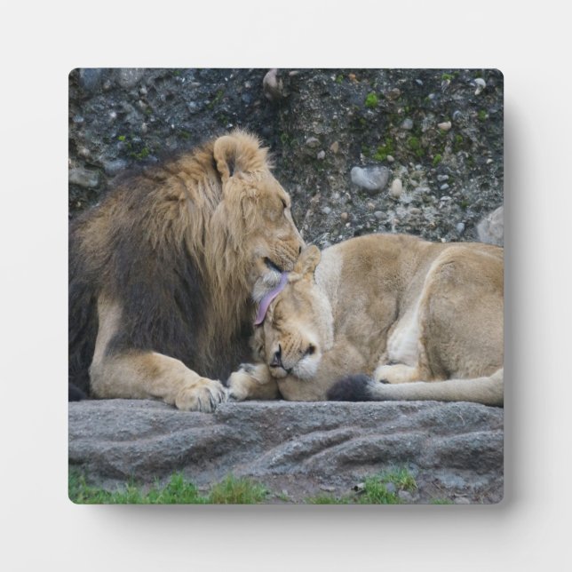 Plaque Photo Puissant amour Lion (Devant)