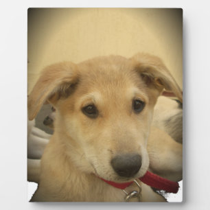 Plaque Photo Puppy Love : Le meilleur ami de l'homme