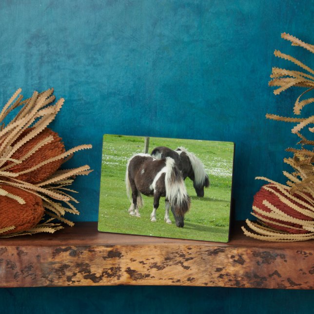 Plaque Photo Purebred Shetland Paint Ponies (Côté)