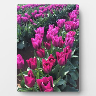 Plaque Photo Purple Flag Tulips
