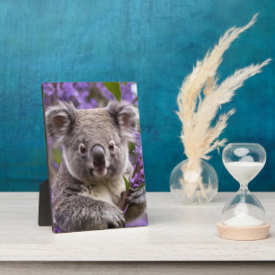 Plaque Photo Purple Jacaranda Koala Ours,