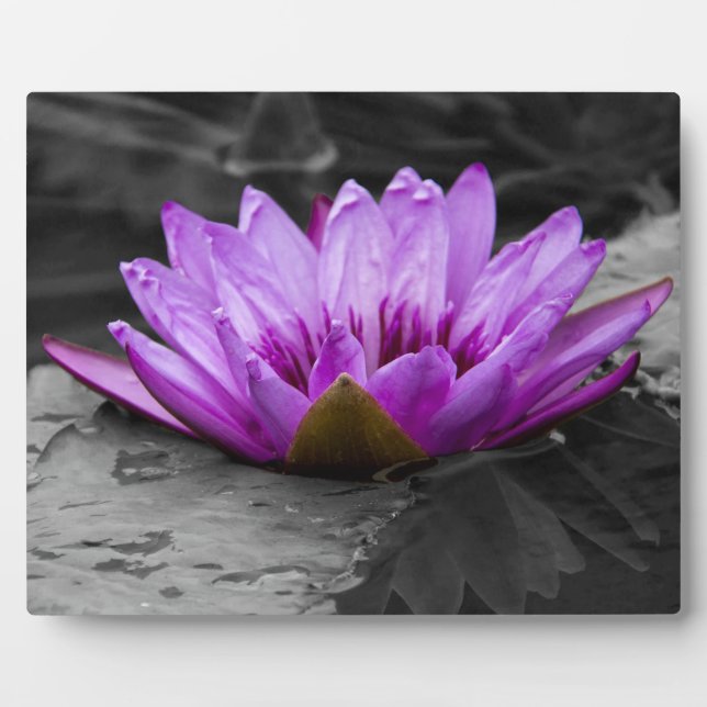 Plaque Photo Purple Water Lily 002 Arrière - plan noir et blanc (Devant)